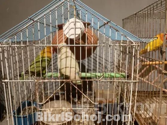 Bird